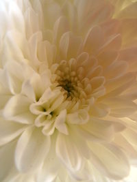 Close-up of flower