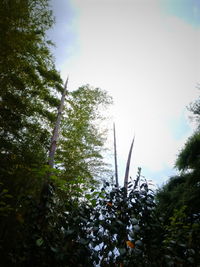 Low angle view of flower trees against sky