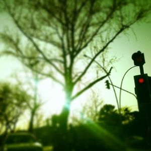 Low angle view of trees against sky