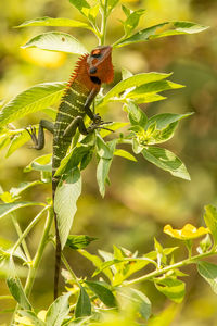 Close-up of lizard on plant