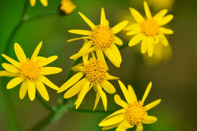 Close-up of yellow flowering plant