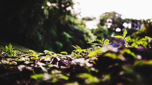 Close-up of leaves against blurred background
