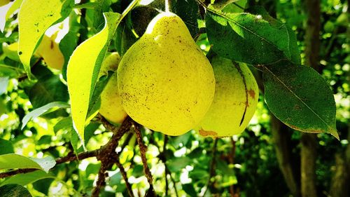 Close-up of fruits growing on tree