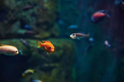 Sea fishes in the deep aquarium, sea life