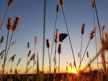 Close-up of silhouette plants against sunset