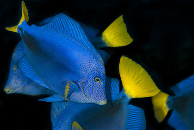 Close-up of fish swimming in sea