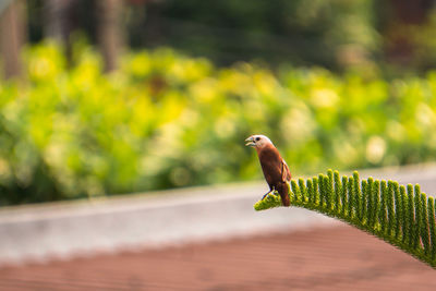 Close-up of bird perching on tree tops