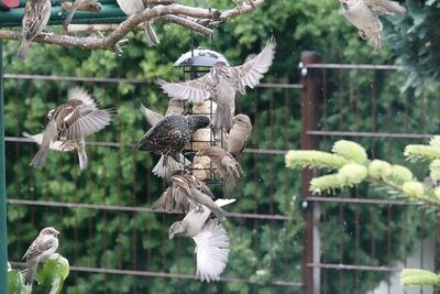 Flock of birds flying