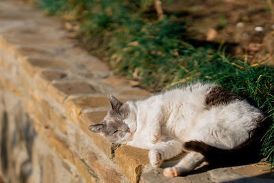 High angle view of a cat