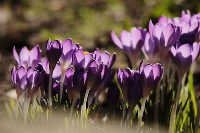 Close-up of purple crocus flowers on field