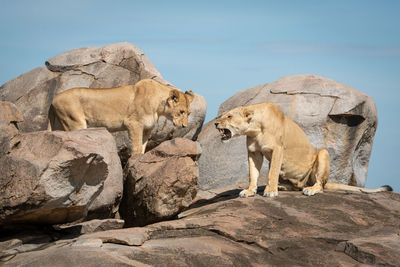 Lioness sits roaring at another on rock