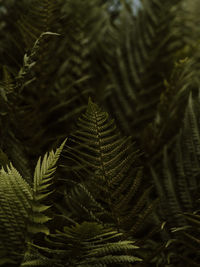 Dark and moody green ferns