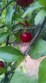 Close-up of red berries growing on tree