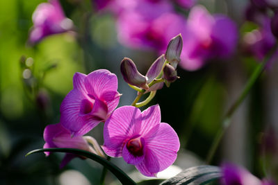 Close-up of pink flowering plant