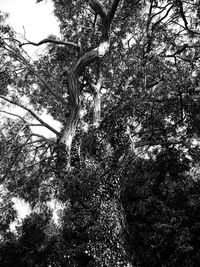 Low angle view of trees in forest