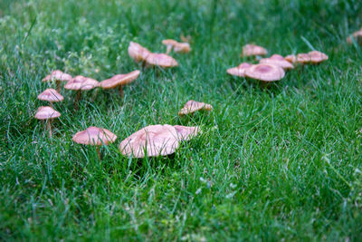 Plant growing on grassy field