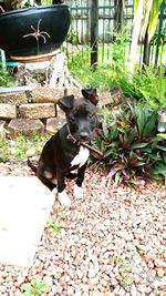 Portrait of dog standing on grass