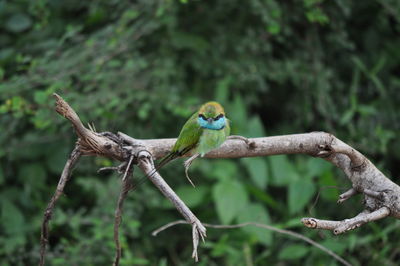 Close-up of parrot perching on branch