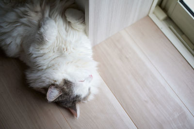 High angle view of white cat sleeping on wooden floor