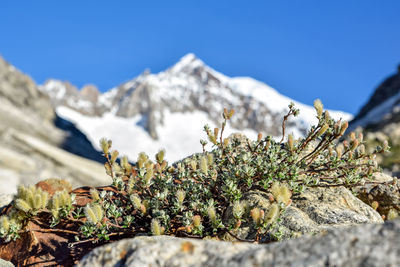 Salix retusa, only found in the european alps. aletschhorn, bernese alps, switzerland in background.