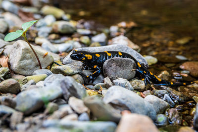 Close-up of crab on rock