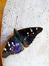 Close-up of butterfly on wood