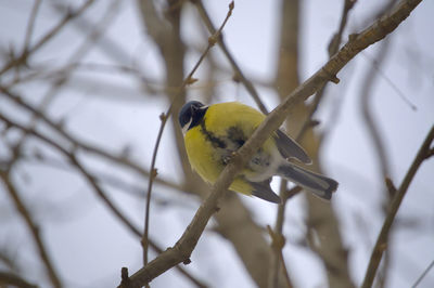 Close-up of bird perching on branch