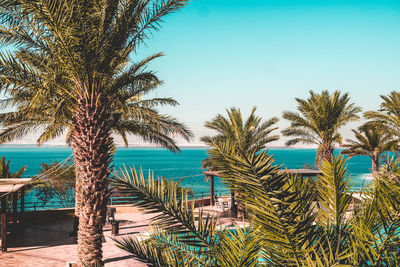 Palm trees by swimming pool against clear sky