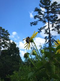 Low angle view of insect on tree against sky