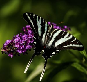 Close-up of butterfly pollinating on purple flower