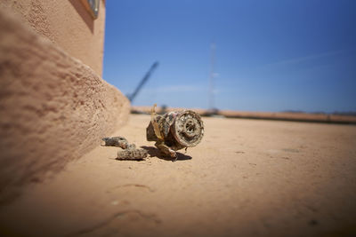 Close-up of snail on beach against sky