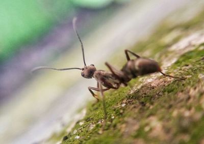 Close-up of an animal