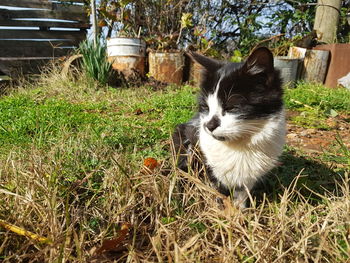 Cat looking away on field