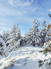 Snow covered trees against sky