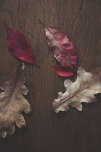 Close-up of fallen maple leaves