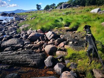 Scenic view of rocks on field against sky