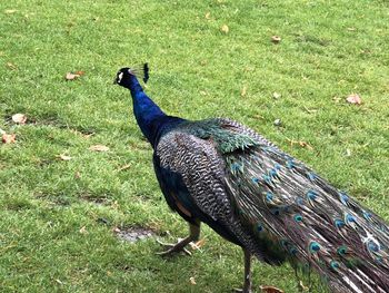 High angle view of peacock