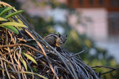 Chipmunk sitting on tangled branches