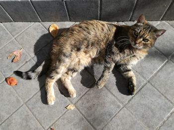 High angle portrait of cat on footpath