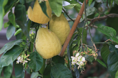 fruit