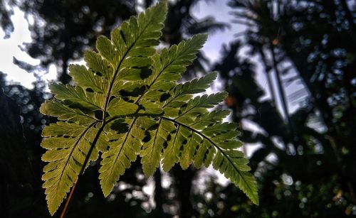 Close-up of leaves on tree