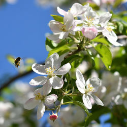 Close-up of bee on white flowering plant