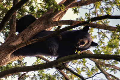 Low angle view of black bear sitting on tree