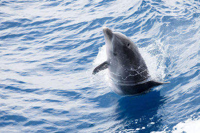 Close-up of whale swimming in sea