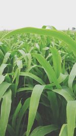 Close-up of crops growing on field against sky