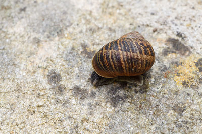 Close-up of shell on rock