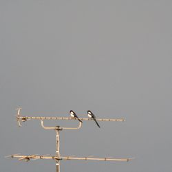 Low angle view of birds perching on power line