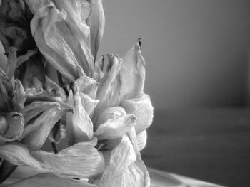 Close-up of rose flower