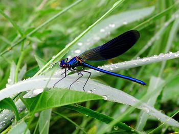 Close-up of damselfly on leaf