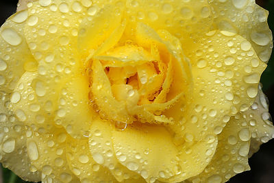 Close-up of water drops on flower